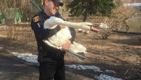 Полтавські поліцейські вивільнили лебедя з електродротів