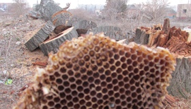 У Лохвиці в дереві знайшли гніздо бджіл і 8 кг меду