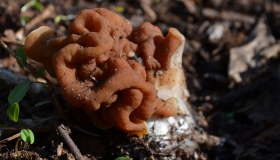 На Полтавщині знайшли незвичайний гриб-мозок