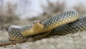 Змії атакують полтавське село. ВІДЕО