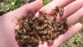 Під Полтавою масово гинуть бджоли