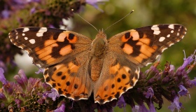 У Мінекології пояснили нашестя метеликів на Полтавщину