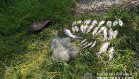 На Глобинщині виявили рибного браконьєра