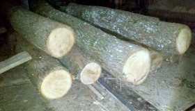 На Миргородщині незаконно вирубували дерева