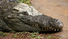 На кордоні з Полтавщиною знайшли метрового крокодила