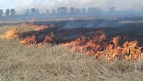 На Полтавщині через спеку горять поля