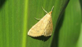 На Полтавщині триває масовий наліт кукурудзяного метелика