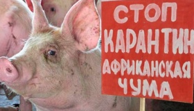 На Полтавщині - новий спалах африканської чуми свиней