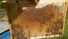 Врожай меду на Полтавщині цьогоріч вдвічі менший, ніж торік