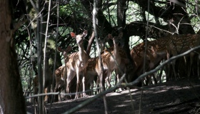 У лісах Диканщини з'явилися муфлони та плямисті олені