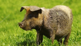 Свині втекли й нищать городи на Чорнухинщині