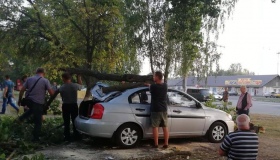 Біля АТБ дерево розчавило машину
