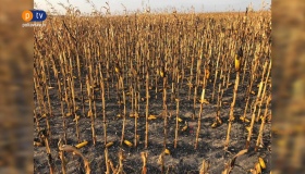 На Гадяччині вигорів урожай у 90 гектарів кукурудзи