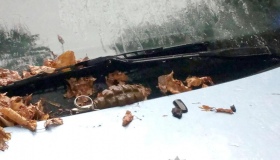  Кременчужанин знайшов на капоті свого авто гранату