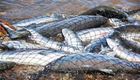 Рибалку з незаконним уловом затримали на Полтавщині