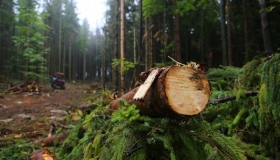 На Полтавщині запустили пілотний проєкт електронного реєстру вирубок лісу