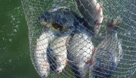 На Полтавщині затримали рибалку-браконьєра