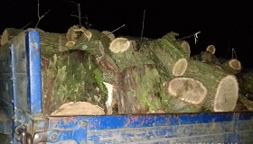 На Полтавщині затримали вантажівку з краденою деревиною