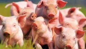 На приватній фермі Полтавщини від АЧС загинули свині