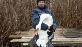На Полтавщині рятували лебедя, що примерз до криги
