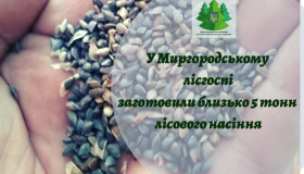 У Миргороді заготовили близько пяти тонн лісового насіння