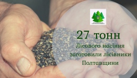 Лісівники Полтавщини заготовили понад 27 тонн лісового насіння