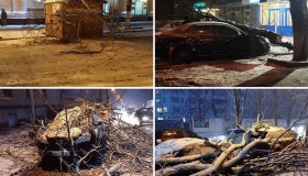 Сніговий шторм на Полтавщині повалив дерева, стовпи та розчавив авто