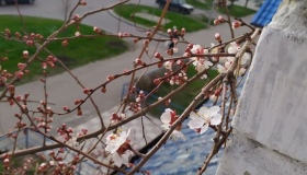 На Полтавщині розквітли абрикоси