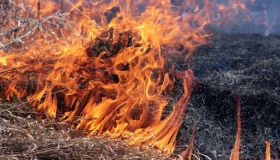 З початку року в області вогнем знищено 370 га сухостою