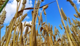 Аграрії Полтавщини очікують удвічі менший урожай пшениці
