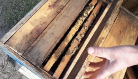 На Полтавщині викрали бджолині вулики