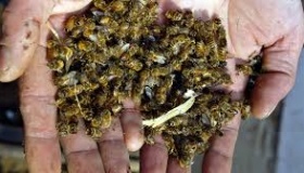 На Полтавщині почався мор бджіл