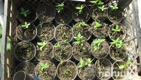У теплиці на Чутівщині вирощували коноплю