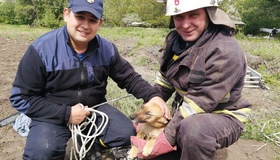 На Полтавщині врятували песика, який впав у колодязь