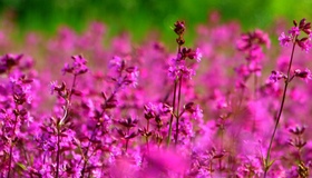 Рожевими квітами вкрилися поля на Полтавщині