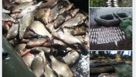 У браконьєрів вилучили майже півтори тонни незаконно виловленої риби