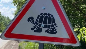 На Полтавщині встановили дорожні знаки "Обережно, черепахи!"