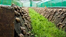 Полтавські фермери виростили сімсот тисяч равликів