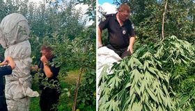 На Кобеляччині поліцейські знайшли коноплі заввишки з дерево