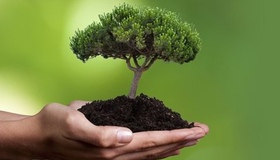 В області за добу посадили понад 44 тисячі дерев