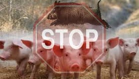 Під Кременчуком ведуть боротьбу з африканською чумою свиней