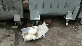 На Полтавщині біля сміттєвих баків викинули живих кроликів