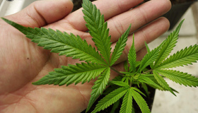 Кива різко висловився проти легалізації марихуани в медичних цілях