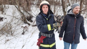 На Полтавщині врятували хижого птаха