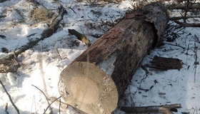 На Полтавщині незаконно рубали ліс