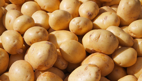 Полтавщина - серед регіонів із найвищою врожайністю картоплі