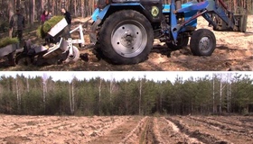 970 гектарів лісу висадять на Полтавщині