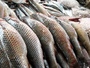 Рибні браконьєри на Полтавщині завдали шкоди на понад 20 мільйонів гриввень