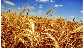 На Полтавщині зібрали майже триста тисяч тонн ранніх зернових