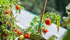 Как вырастить помидоры черри на балконе